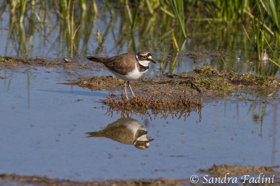 Flussregenpfeifer (Charadrius dubius) 01 - Spanien