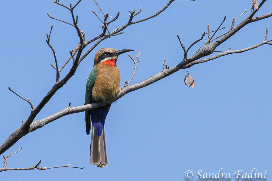 Weißstirnspint (M. bullockoides) 01 - Namibia