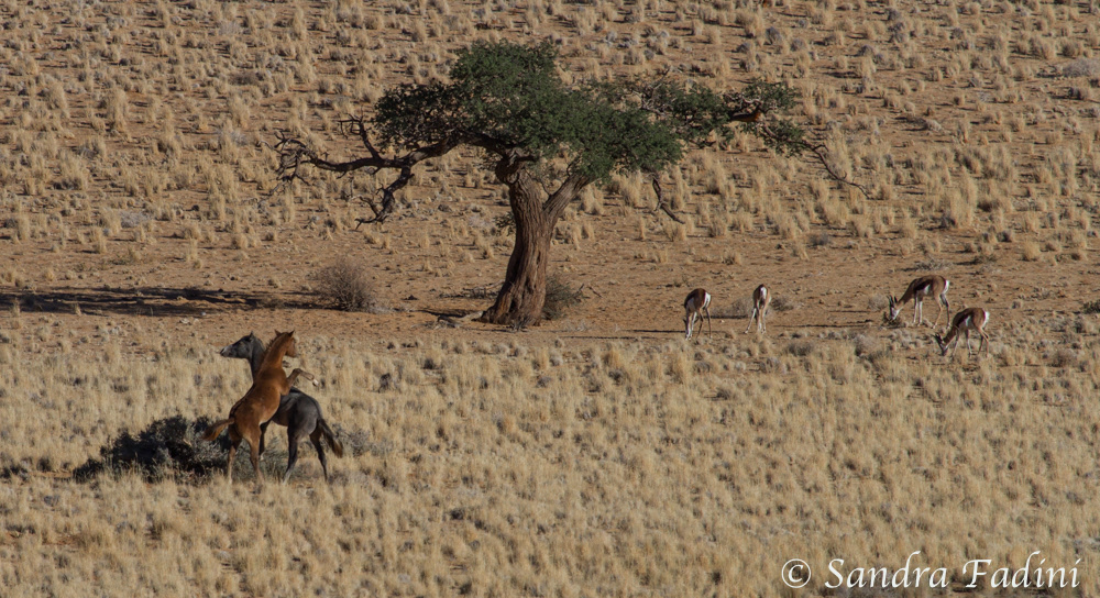 Namibia 24 - Fish River Region