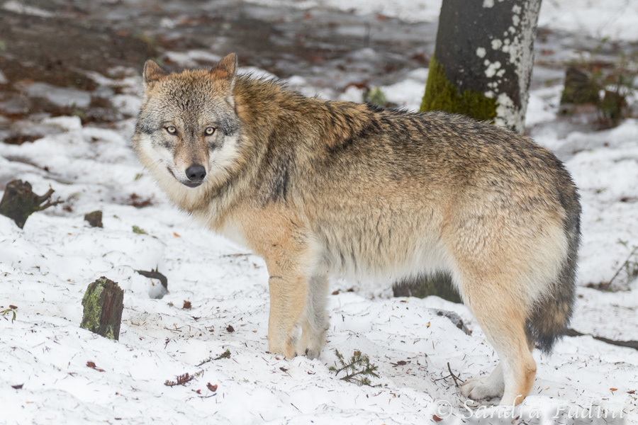 Wolf (Canis lupus) 03 - captive