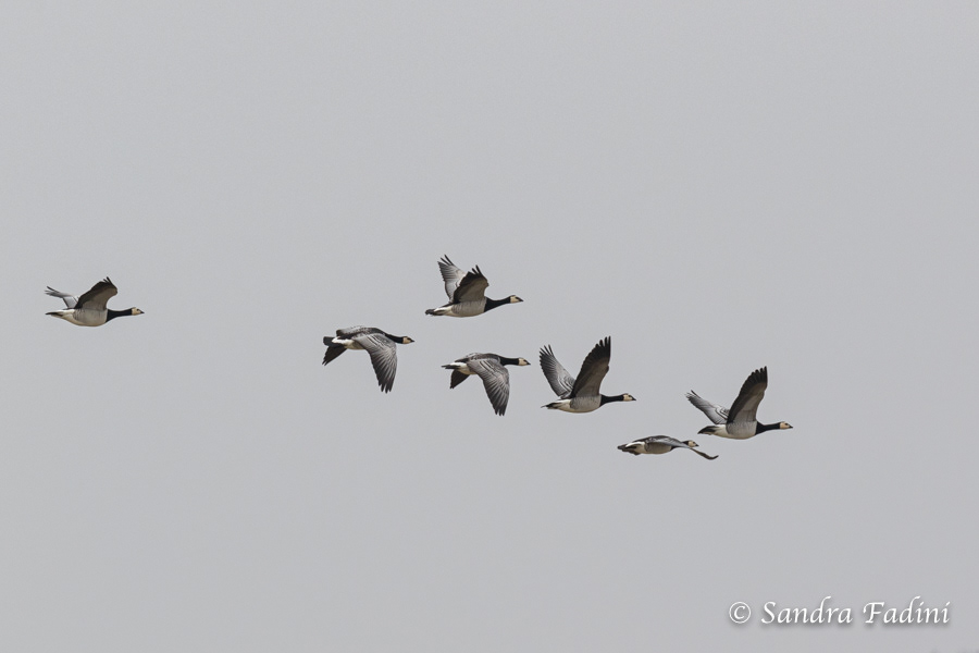 Nonnengans (Branta leucopsis) 03