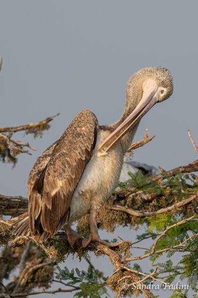 Graupelikan (Pelecanus philippensis) 04 - im juvenilen Federkleid (Sri Lanka)
