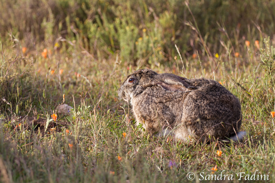 Buschhase (Lepus saxatilis) 01 - Südafrika