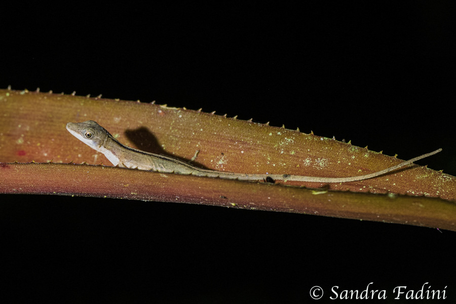 Anolis (Anolis limifrons) 01 - Costa Rica
