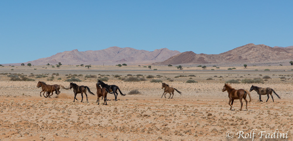 Namibische Wildpferde 03 - Namibia