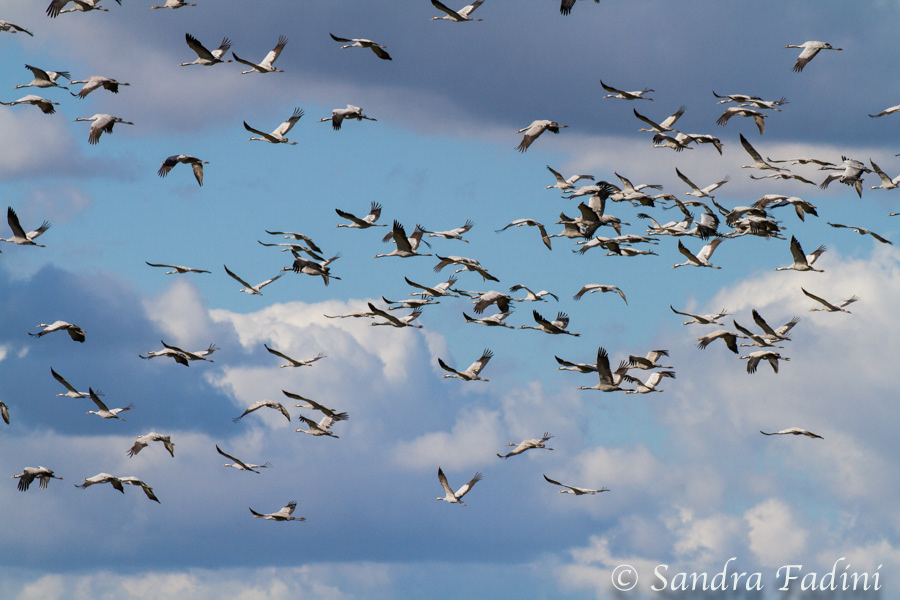 Kranich (Grus grus) 16