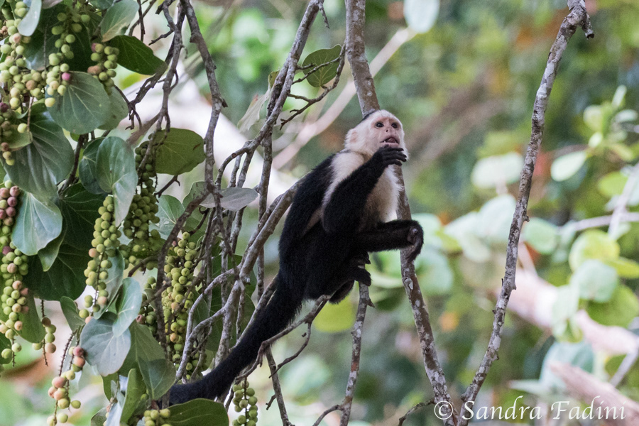 Weißschulterkapuzineraffe (Cebus capucinus) 08 - Costa Rica