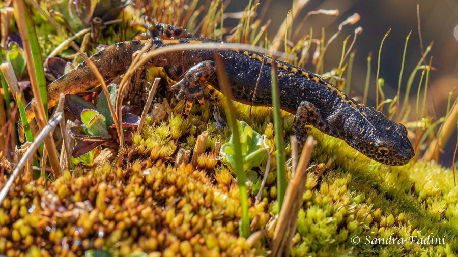 Bergmolch (Ichthyosaura alpestris) 02 - Männchen