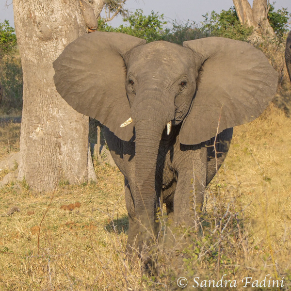 Afrikanischer Elefant (Loxodonta africana) 12 - Namibia