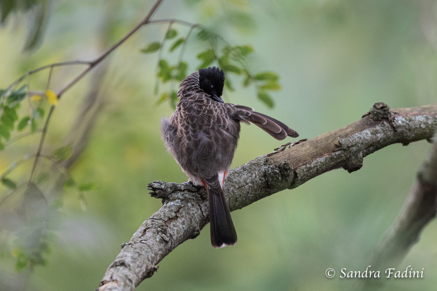 Rußbülbül (Pycnonotus cafer) 02 - Sri Lanka
