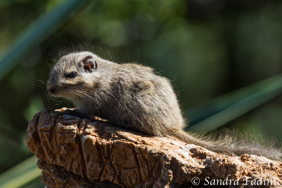 Felsenratte (Petromus typicus) 02 - Jungtier (Namibia)