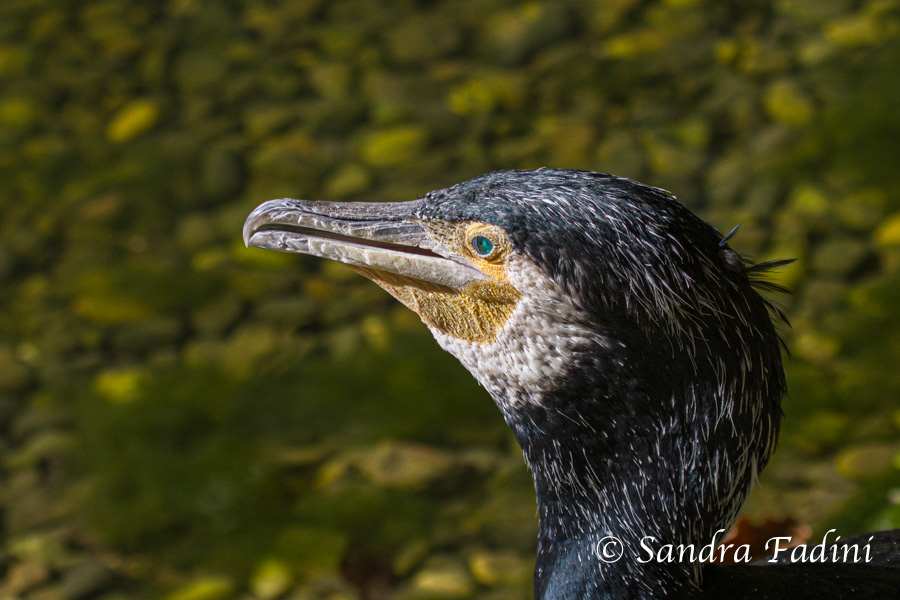 Kormoran (Phalacrocorax carbo) 06