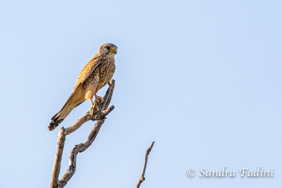 Turmfalke (Falco tinnunculus) 10 - Männchen