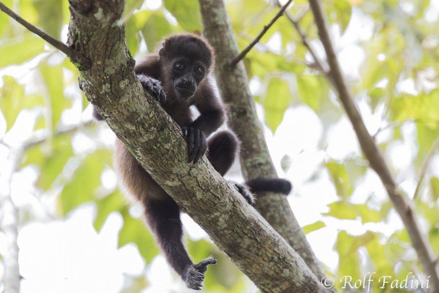 Mantelbrüllaffe (Alouatta palliata) 06 - Jungtier (Costa Rica)
