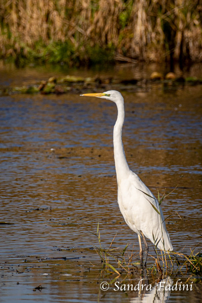 Silberreiher (Egretta alba) 03
