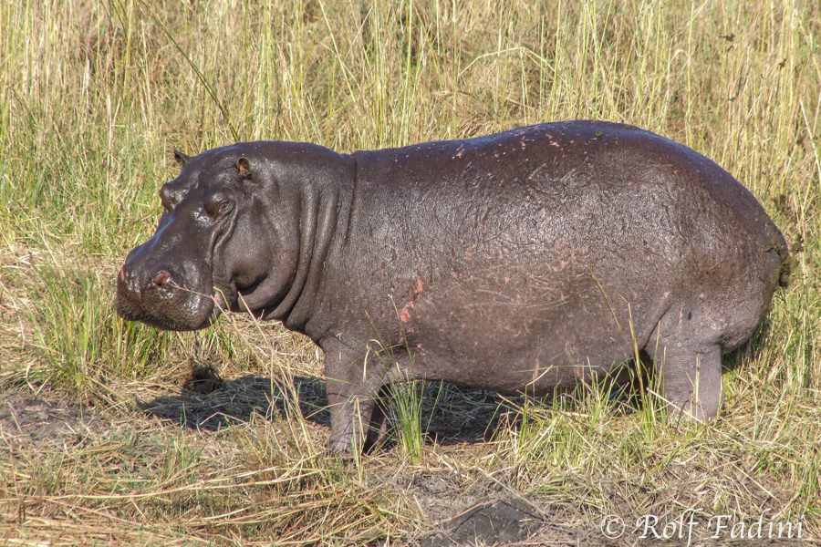 Flusspferd (Hippopotamus amphibius) 05 - Botswana