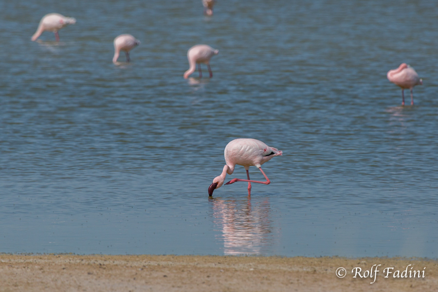 Zwergflamingo (Phoeniconaias minor) 05 - Namibia