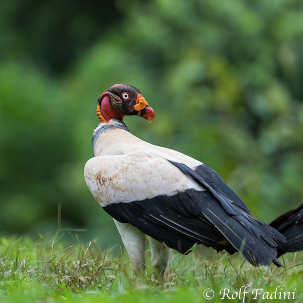 Königsgeier (Sarcoramphus papa) 04 - Costa Rica