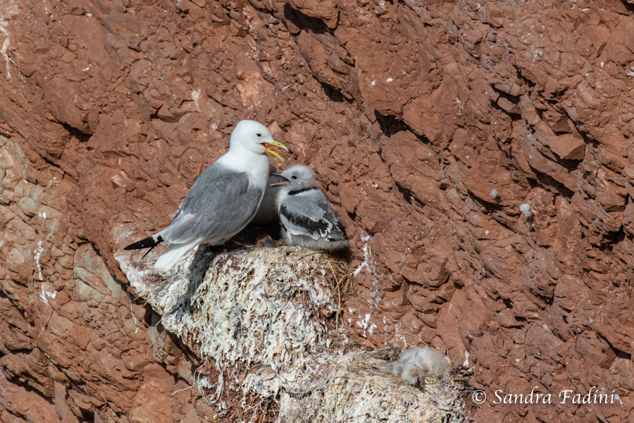 Dreizehenmöwe (Rissa tridactyla) 01 - mit Küken im Nest