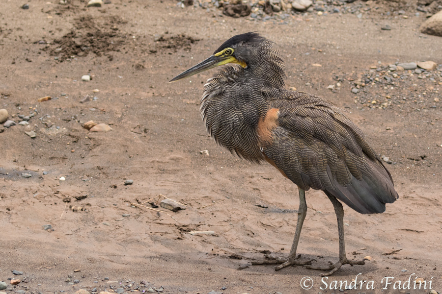 Nacktkehlreiher (Tigrisoma mexicanum) 02 - Männchen (Costa Rica)