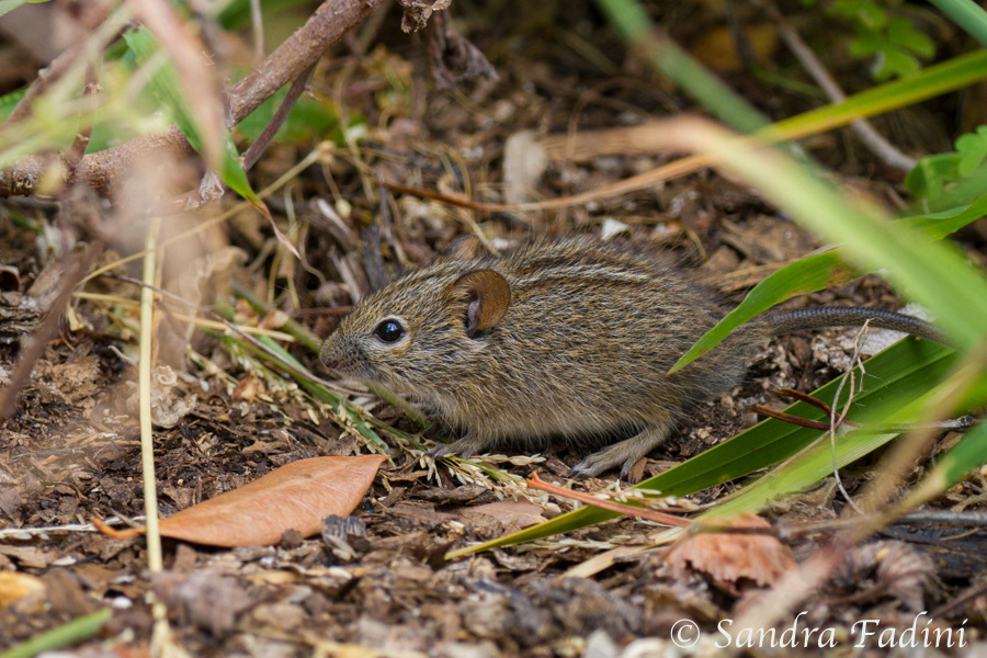Vierstreifengrasmaus (Rhabdomys pumilio) 02 - Südafrika