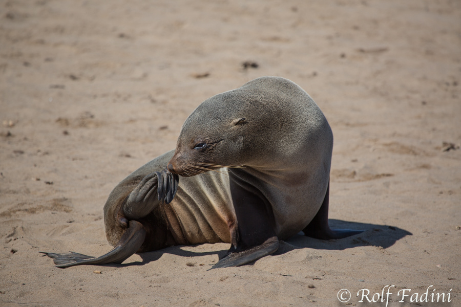 Südafrikanischer Seebär (Arctocephalus pusillus) 12 - Namibia