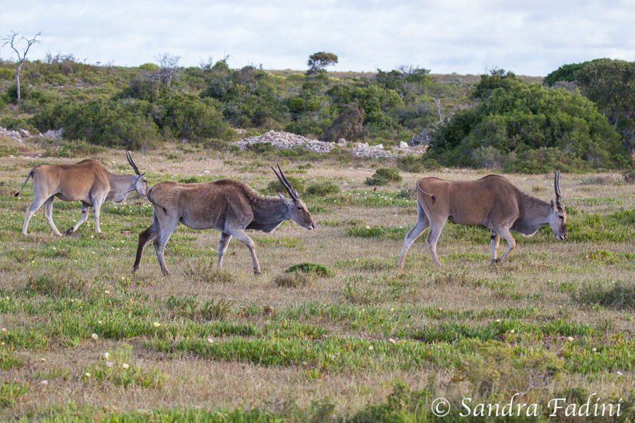Elenantilopen (Taurotragus oryx) 02 - Südafrika