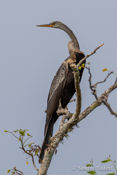 Indischer Schlangenhalsvogel (Anhinga melanogaster) 01 - Sri Lanka