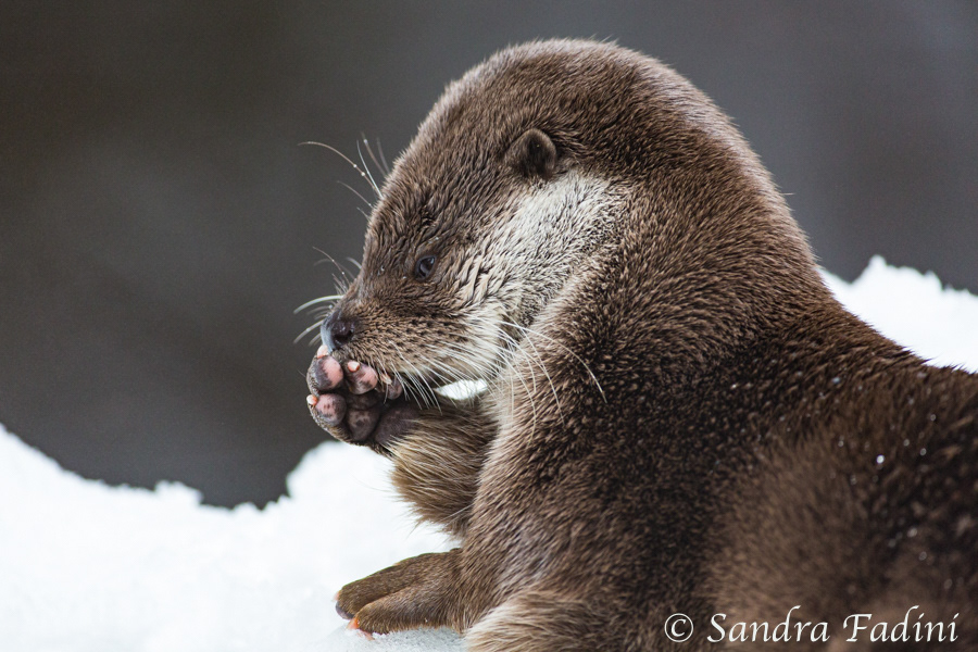 Eurasischer Fischotter (Lutra lutra) 09 - captive