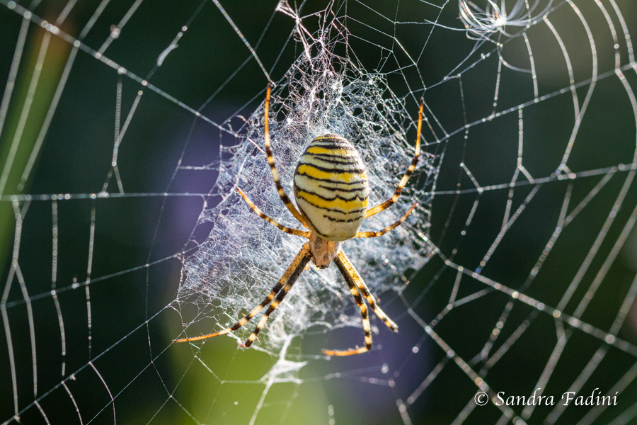 Wespenspinne (Argiope bruennichi) 01 - Weibchen