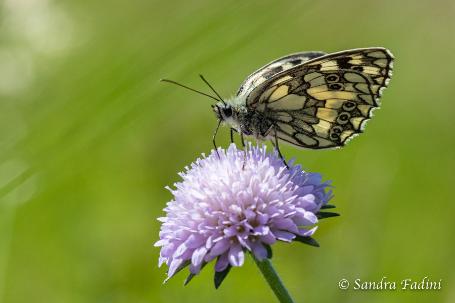 Schachbrett (Melanargia galathea) 01