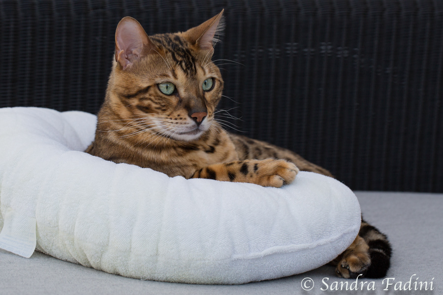 Bengal Katze 18 - Kater beim Relaxen