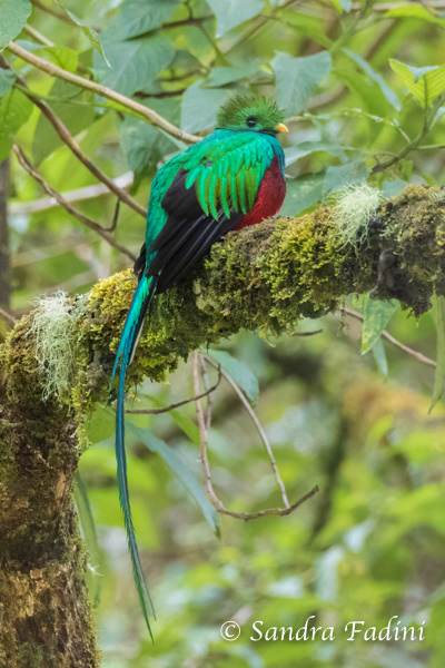 Quetzal (Pharomachrus mocinno) 09 - Männchen (Costa Rica)