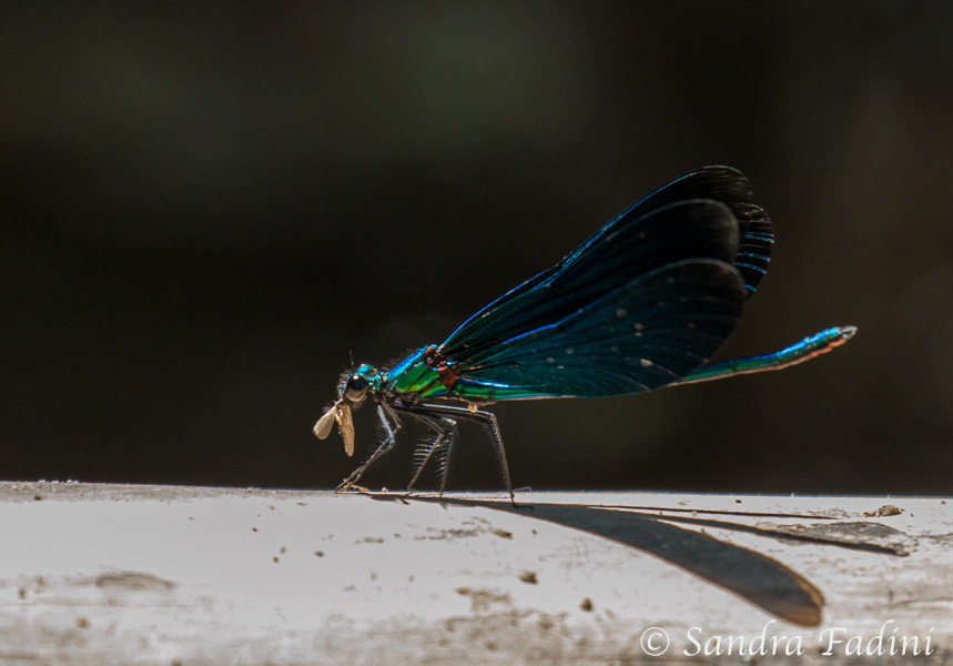Blauflügel-Prachtlibelle (Calopteryx virgo) 01