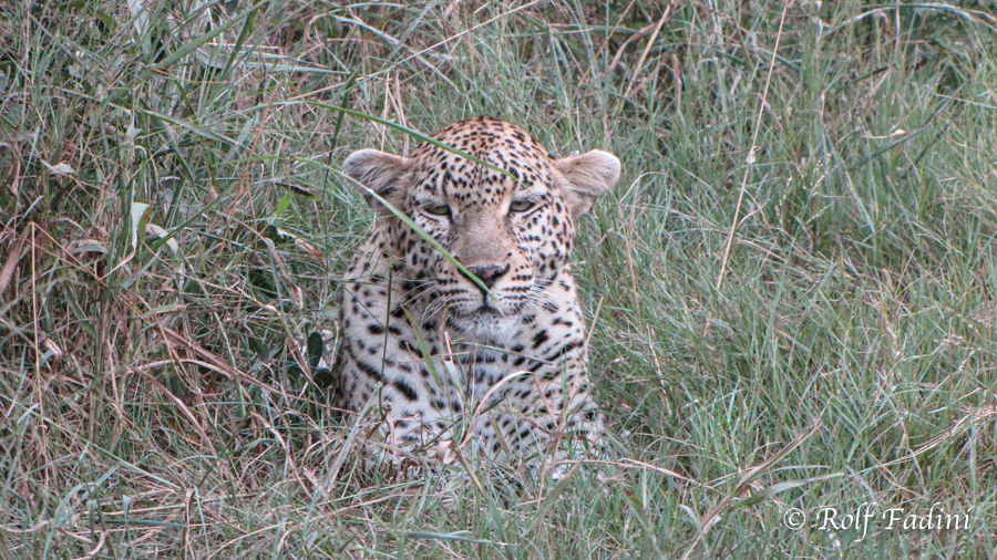 Leopard (Panthera pardus) 09 - Südafrika