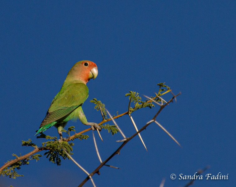 Rosenköpfchen (Agapornis roseicollis) 04 - Männchen (Namibia)