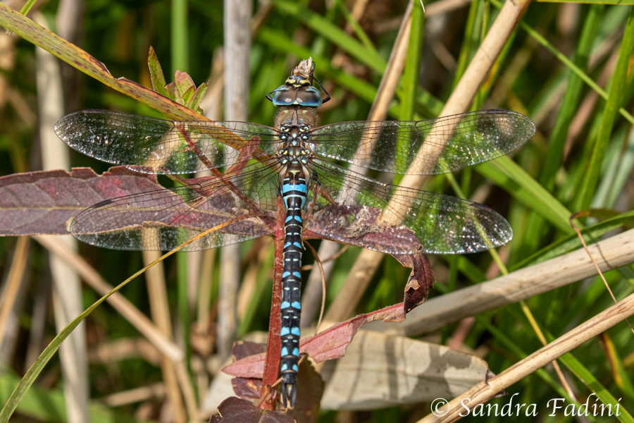 Herbst Mosaikjungfer (Aeshna mixta) 01 - Männchen