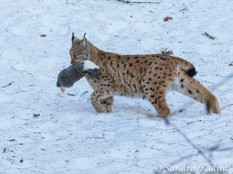 Eurasischer Luchs (Lynx lynx) 14 - captive