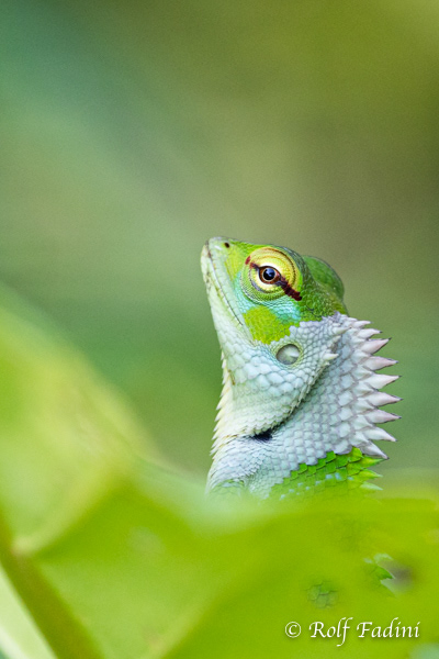 Sägerückenagame (Calotes Calotes) 03 - Weibchen (Sri Lanka)