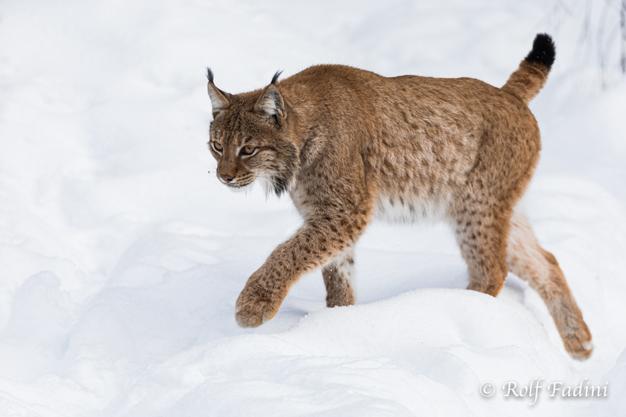 Eurasischer Luchs (Lynx lynx) 03 - captive