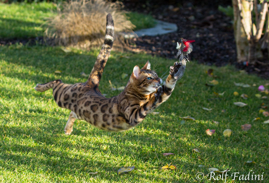 Bengal Katze 27 - Kater im Sprung