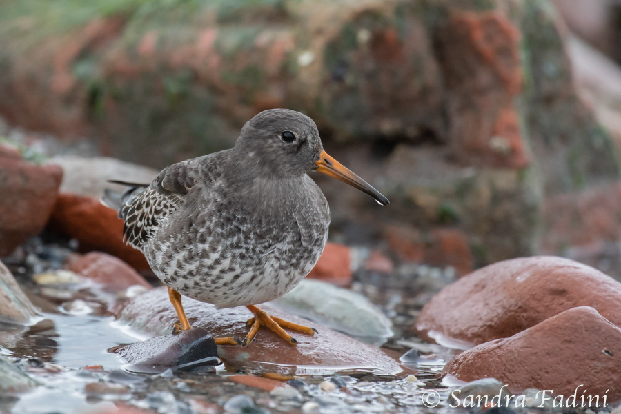 Meerstandläufer (Calidris maritima) 01 - Altvogel im Winterkleid