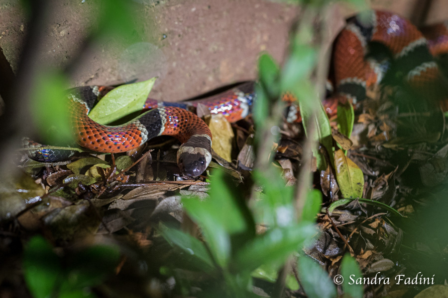 Korallenottern (Micrurus alleni) 01 - Costa Rica