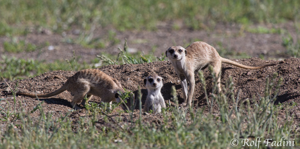 Erdmännchen (Suricata suricatta) 01 - Namibia