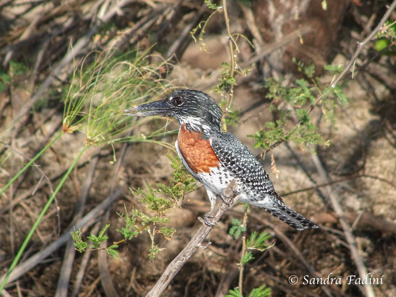 Riesenfischer (Megaceryle maxima) 01 - Botswana