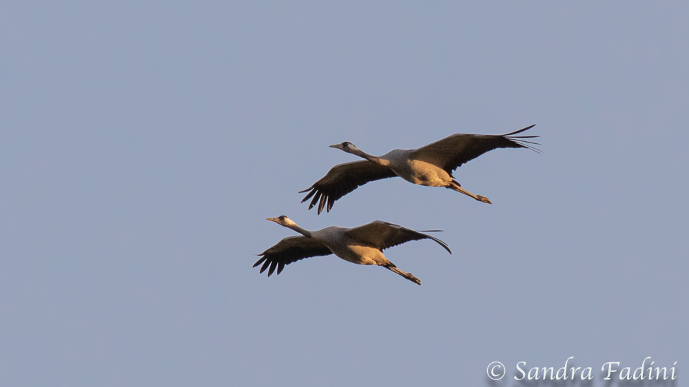 Kranich (Grus grus) 14
