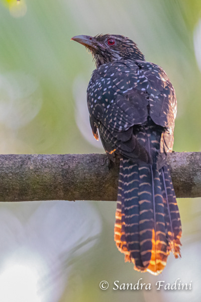 Indischer Koel (Eudynamys scolopaceus) 01 - Weibchen (Sri Lanka)