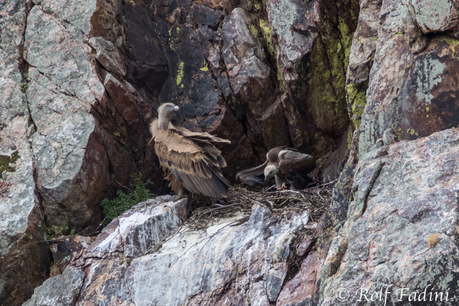 Gänsegeier (Gyps fulvus) 12 - Altvogel mit Jungvogel im Nest (Spanien)