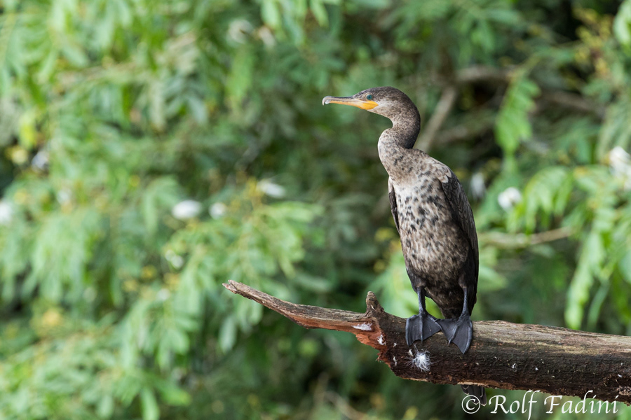 Olivenscharbe (Phalacrocorax brasilianus) 01 - Costa Rica