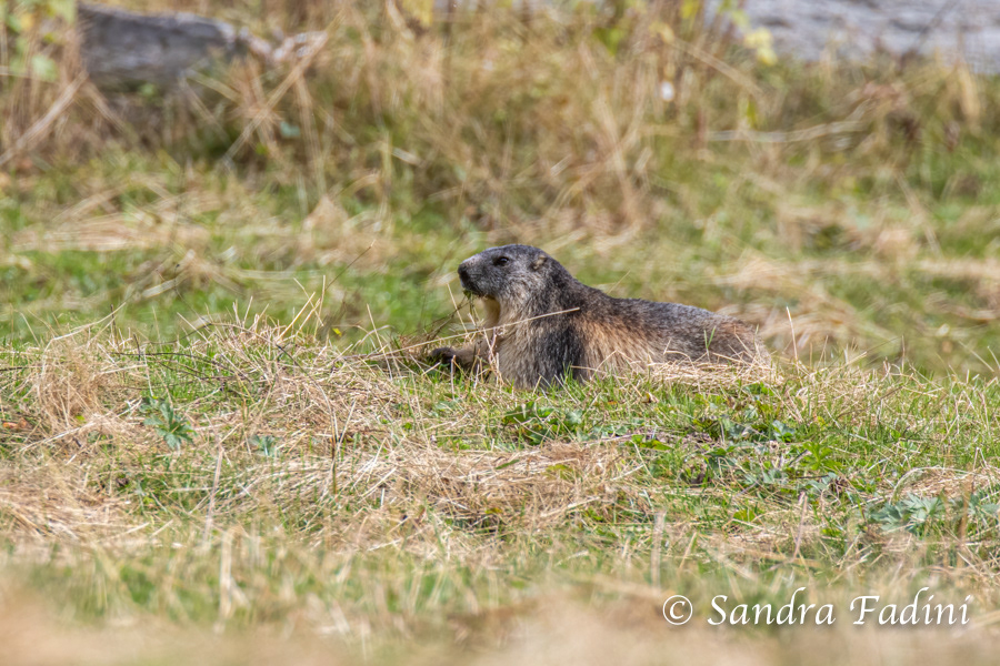 Alpenmurmeltier (Marmota marmota) - Italien